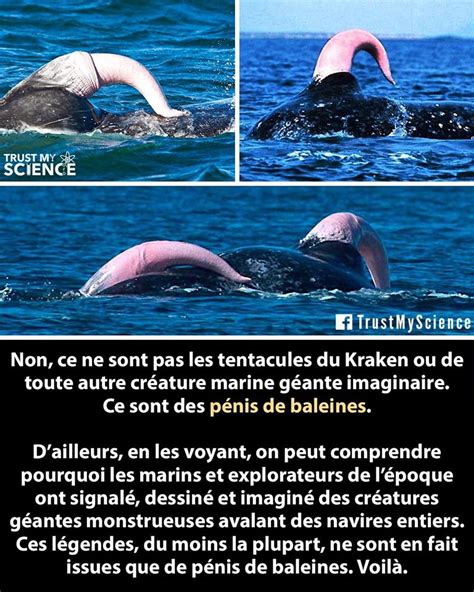 penis de baleine|Le système reproducteur